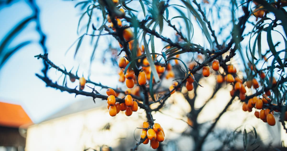 Simple Habits to Strengthen Immunity During Cold and Flu Season